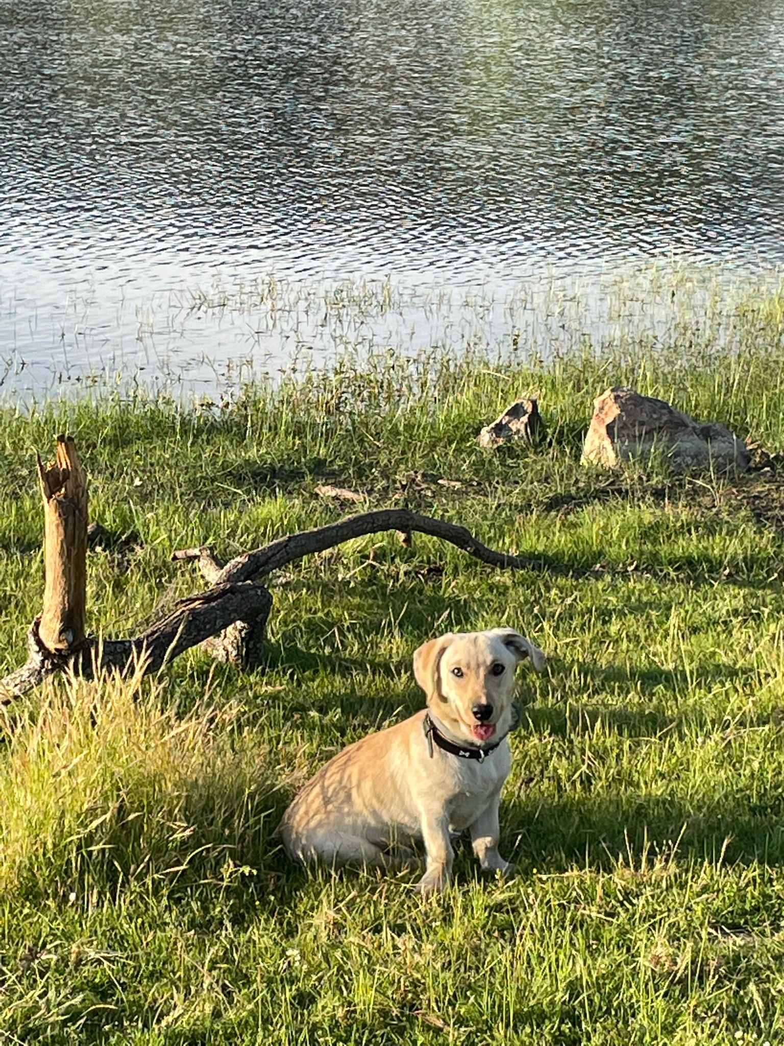 perro en la naturaleza en casa rural aloha vera