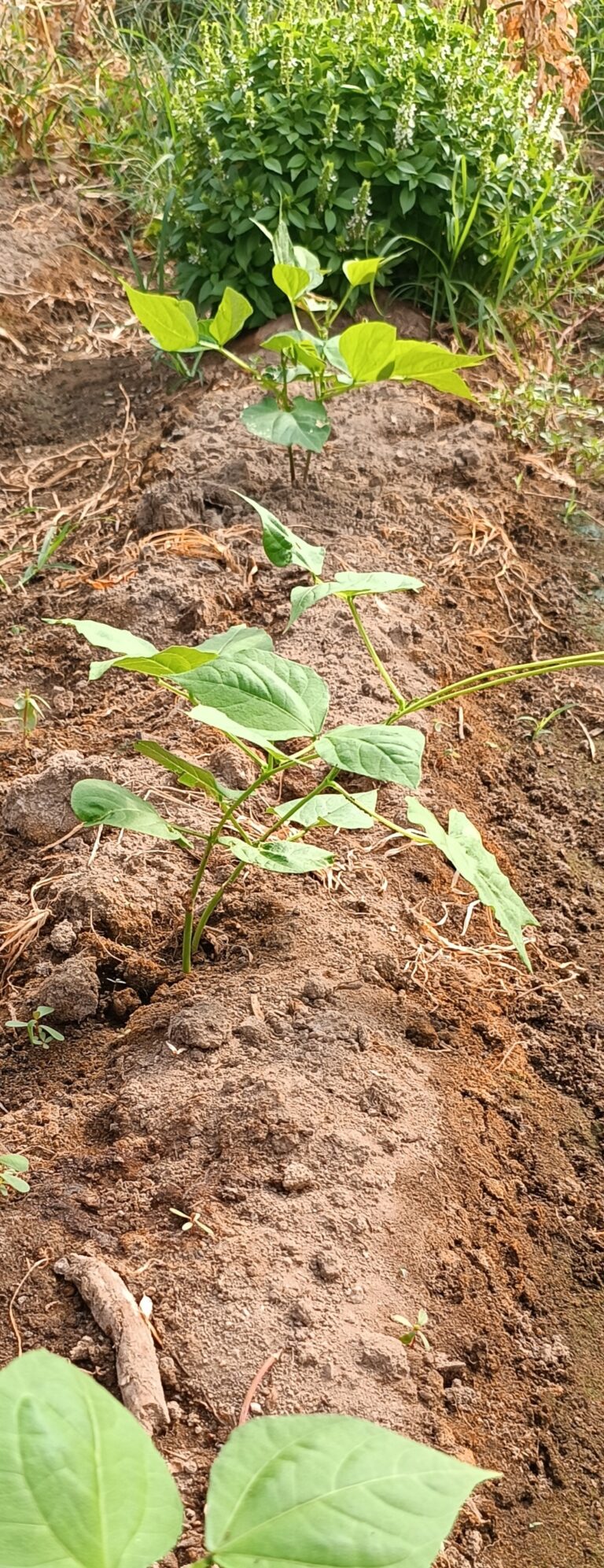 Plata de Judía y albahaca